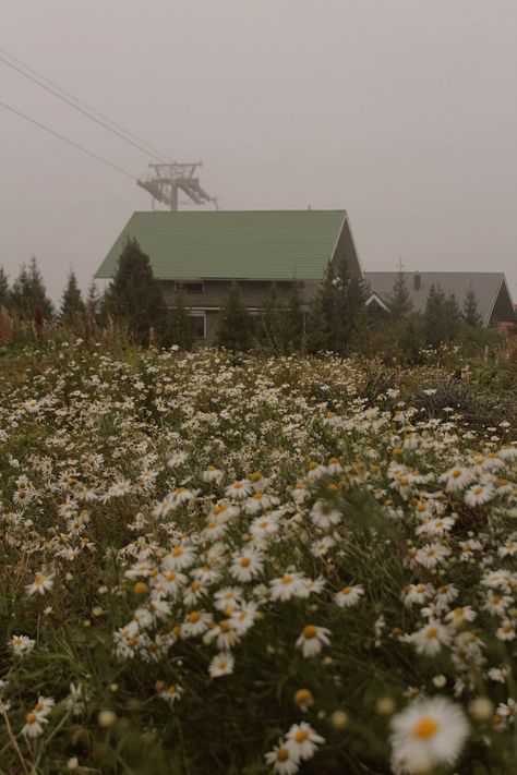 Cottage core, chamomile, flower field, cottage core aesthetic Aesthetic Insta Profile, Pictures Couple Aesthetic, Ella Name, Adventure Core, Aesthetic Cottage, Most Beautiful Places To Visit, Chamomile Flower, Me Core, Cottage Core Aesthetic