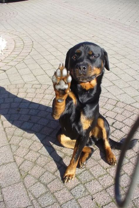 Rottweiler Love, Rottweiler Lovers, Min Pin, Rottweiler Puppies, Rottweiler Dog, High Five, Happy Animals, Cute Little Animals, Bye Bye