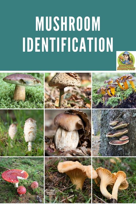 Mushrooms In Yard, Wild Mushroom Recipes, Edible Wild Mushrooms, Mushroom Guide, Mushroom Foraging, Grow Mushrooms, Growing Mushrooms At Home, Mushroom Identification, Wild Foraging