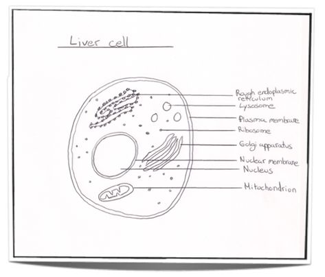 IB Biology Notes - 2.3 Eukaryotic cells | 2.3.1 Draw and label a diagram of the ultrastructure of a liver cell as an example of an animal cell Eukaryotic Cell Diagram, Eukaryotic Cell Drawing, Animal Cell Drawing, Cell Diagram, Prokaryotic Cell, Plant And Animal Cells, College Inspiration, Eukaryotic Cell, Chemical Energy