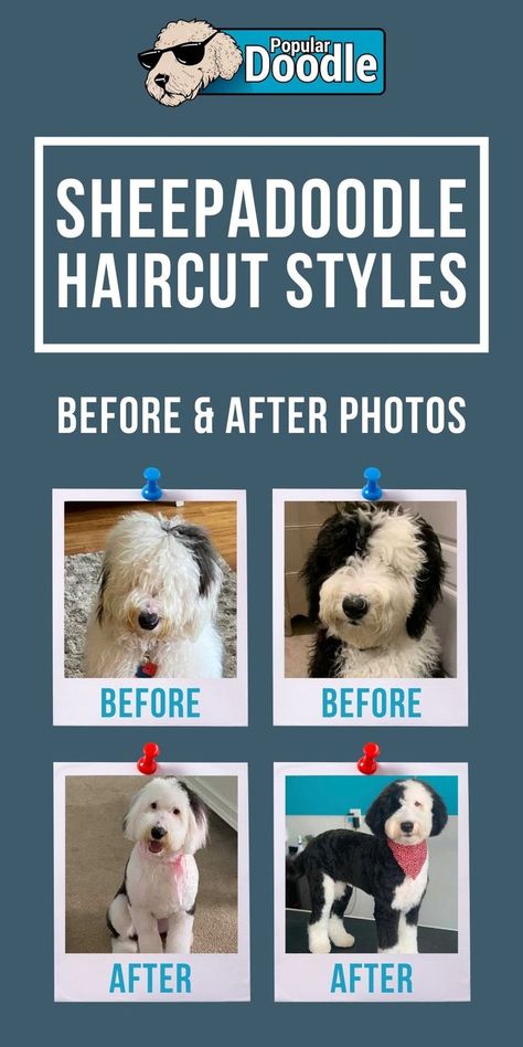 Groomed Sheepadoodle, Sheepadoodle Puppy Grooming Styles, Mini Sheepadoodle Haircut, Sheepadoodle Summer Haircut, Sheepadoodle Haircut Styles, Whimsy Hairstyles, Doodle Puppy Cut, Doodle Hairstyles, Sheepadoodle Grooming Styles