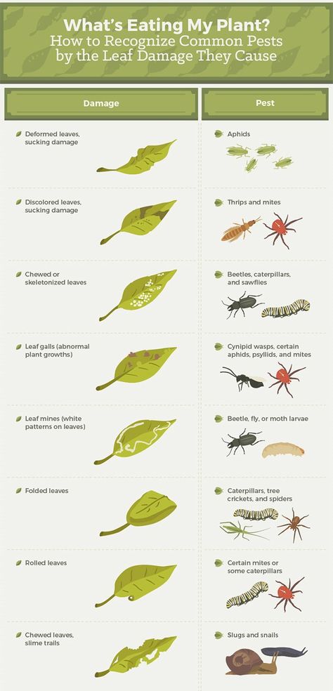 Want to know common garden pests that are in your garden and how to get rid of them? Click the pin for the full infographic for tips and tricks! 🐛 #Homesteading #Homesteader #Homestead #Gardening #Gardener #Garden Gardening Vegetables, Garden Bugs, Plant Pests, My Plant, Garden Insects, Garden Pest Control, Veg Garden, Have Inspiration, Urban Gardening