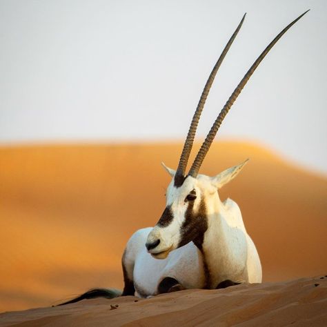 Rare Animals, Beautiful animal pics, world most rare animals, Oryx are rare animal in world, oryx were near to extinction, animal beauty makes me happy Addax Antelope, Arabian Oryx, Elephant Shrew, Dubai Desert, National Animal, Rare Animals, Animal Species, Animal Pics, Animal Games