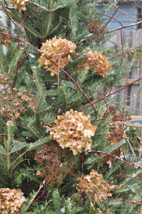 Christmas Tree Hydrangea, Dried Hydrangeas In Christmas Tree, Dried Hydrangeas Christmas Decor Ideas, Hydrangea Christmas Decor, Hydrangea Christmas Tree, Hydrangea Christmas, Dogwood Bush, Mary Garden, Snowy Pictures