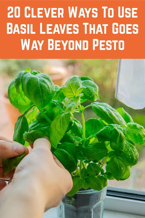 What to do with all that basil you've grown? Here's 20 brilliant ideas that go way beyond pesto. Ways To Use Basil, Grow Basil, Easy Herbs To Grow, Growing Herbs Indoors, Growing Garden, Preserving Herbs, Growing Basil, Basil Recipes, Gardening Projects