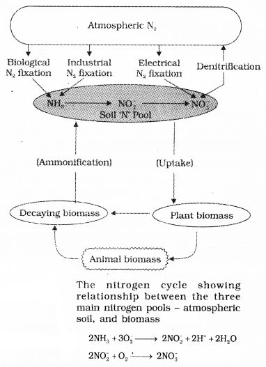 Plus One Botany Notes Chapter 8 Mineral Nutrition – HSSLive Guru Botany Notes, Nutrition In Plants, Mineral Nutrition, Nitrogen Fixation, Plant Notes, Plant Tissue, Nucleic Acid, Hydroponic Plants, Protein Synthesis