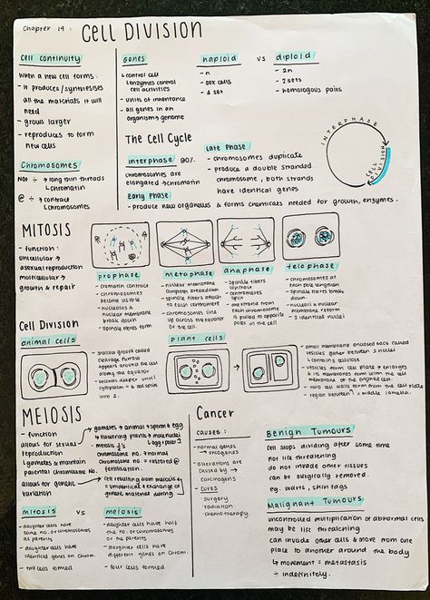 Cell In Biology, Biology College Notes, Biology Notes Cell Division, Cell Communication Biology Notes, Cell And Molecular Biology Notes, Biology Vocabulary Notes, Meiosis Notes Aesthetic, Genetics Aesthetic Notes, Biology Revision Gcse Mitosis