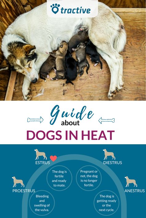 Do you have a female dog, well then here are a few dogs in heat tips. Is your girl in heat? Do you wanna avoid a dog pregnancy? Do you know the four elements to the dog heat cycle? What are the dog in heat signs? Dog bleeding in heat is common. Learn more about the stages of the dog heat cycle proestrus, estrus, diestrus and anestrus. Check out the guide about dogs in heat! Dog Heat Cycle, Whelping Puppies, Female Dog In Heat, Worms In Dogs, Dog In Heat, House Training Puppies, Dog Training Books, Pregnant Dog, Cheap Dogs