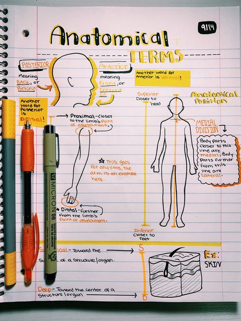 Emt Study, Anatomy Notes, Medical School Life, Nursing School Motivation, Medicine Notes, Basic Anatomy And Physiology, Nurse Study Notes, Nursing Student Tips, Notes Aesthetic