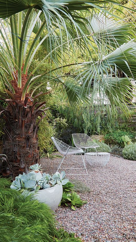 This Stunning Small Tree Creates a Garden All by Itself - FineGardening Native Front Yard, Protea Plant, Flora Grubb, Small Front Yard, Ficus Lyrata, Australian Plants, Meteor Garden 2018, Gravel Garden, Fine Gardening