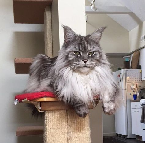 27 Maine Coons Who Know They’re Kings, and We Can’t Argue With That Majestic Cats, Big House Cats, Largest Domestic Cat, Fabulous Beasts, Who's The Boss, Interesting Creatures, Domestic Cat Breeds, Animal Names, Gato Grande