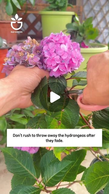 Propagate Hydrangea, How To Propagate Hydrangeas, Propagating Hydrangeas From Cuttings, Hydrangea Propagation, How To Propagate Hydrangeas In Water, Propagate Hydrangeas From Cuttings, Propagate Hydrangea In Water, Hydrangea Propagation In Water, Hydrangea Plant Care