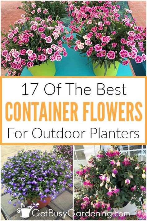 Flowers For Large Outdoor Pots, Annual Pot Arrangements, Container Gardening Flowers Combinations, Flower Combinations For Planters, Outdoor Flower Pot Ideas Patio Container Gardening, Potted Flowers For Patio, Full Sun Container Plants, Planter Arrangements, Beautiful Gardens Landscape