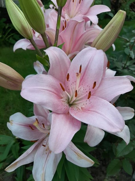 Rose Lillies, Rose Lilies, Wild Lily, Pink Lily Flower, Photos Flowers, Lilly Flower, Stargazer Lily, Flower Guide, Rose Lily