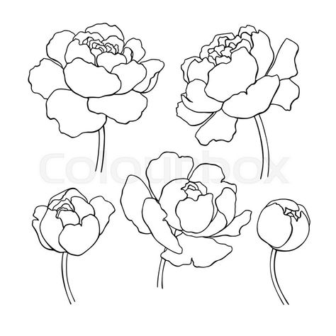 Peony line drawing. Vector hand drawn outline flower set. Simple botanical peonies countur. Black ink sketch. Great for tattoo, invitations, greeting cards, decor | Stock Vector | Colourbox on Colourbox Peony Line Drawing, Hur Man Ritar Blommor, Peony Photo, Decorative Drawing, Peonies Wallpaper, Botanical Bouquet, Peony Drawing, Peony Illustration, Ornate Garden