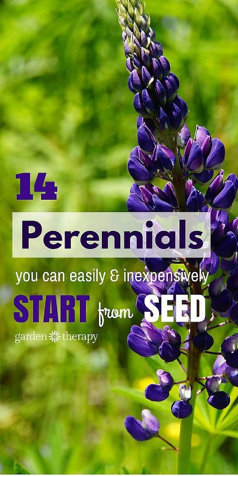 14 perennials you can easily start from seeds Perennials From Seed, Seed Planting, Starting Seeds, Plant Tips, Garden Therapy, Vegetable Plants, Perennial Flowers, Best Perennials, Birdhouse Designs