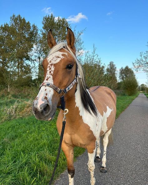 Horses Funny, Arte Cowboy, Horsey Life, Horse Riding Aesthetic, Funny Horse Pictures, Icelandic Horses, Cute Horse Pictures, Rasy Koni, Beautiful Horse Pictures