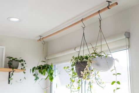 Hanging Plants Diy, Indoor Plant Wall, Diy Hanging Planter, Plants Hanging, Plant Window, Plant Hooks, Window Plants, Hanging Plants Indoor, Diy Plant Hanger