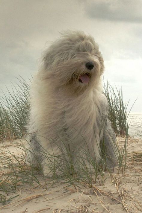 Westminster Dog Show, Prințese Disney, Bearded Collie, English Sheepdog, Old English Sheepdog, Old English, Dog Photos, Beautiful Dogs, 귀여운 동물