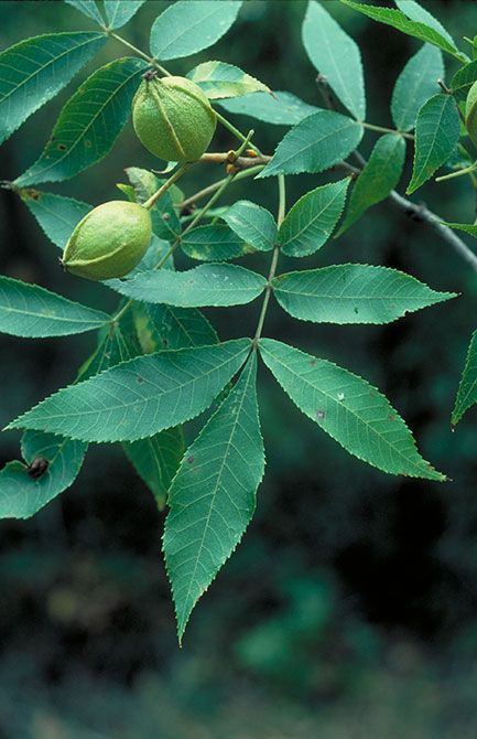 Hickory Leaf, Mini Forest, Hickory Tree, Luna Moths, Native Garden, Diy Landscaping, Tree Leaves, Native Plants, Bright Green