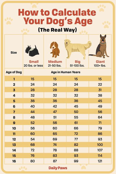 Dog Age Chart, Obedience Training For Dogs, Natural Dog Remedies, Dog Remedies, Puppies Tips, Pet Hotel, Dog Health Tips, Dog Ages, Dog Health Care