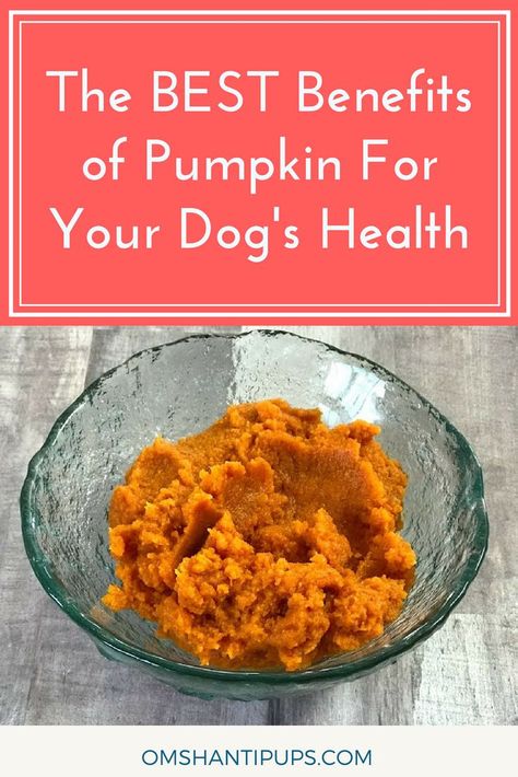 Adding pumpkin to your dog’s food is a great way to boost your dog’s nutrition, and it provides a whole host of benefits! Read on to see why pumpkin is so good for dogs to eat! Can Dogs Eat Pumpkin, Cat Nutrition, Diy Dog Treats, Dog Nutrition, Dog Diet, Healthy Dog Food Recipes, Animal Nutrition, Nutrition Guide, Can Dogs Eat