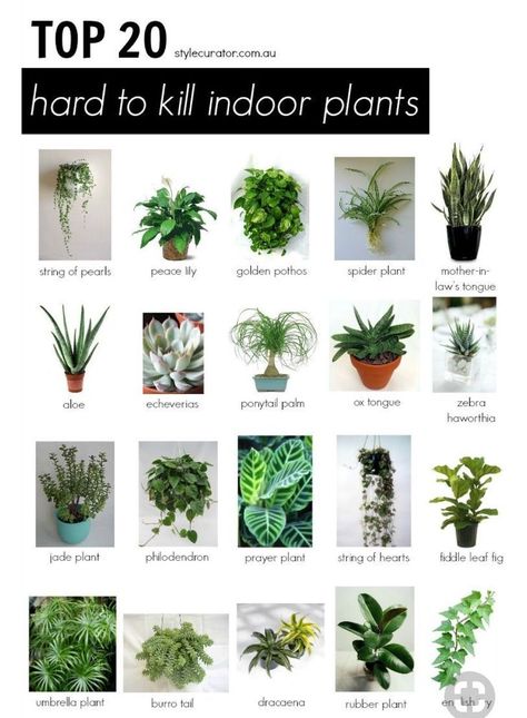 Tanaman Sukulen, Umbrella Plant, Tanaman Indoor, Tanaman Pot, نباتات منزلية, Desain Lanskap, Inside Plants, Decoration Plante, Bedroom Plants