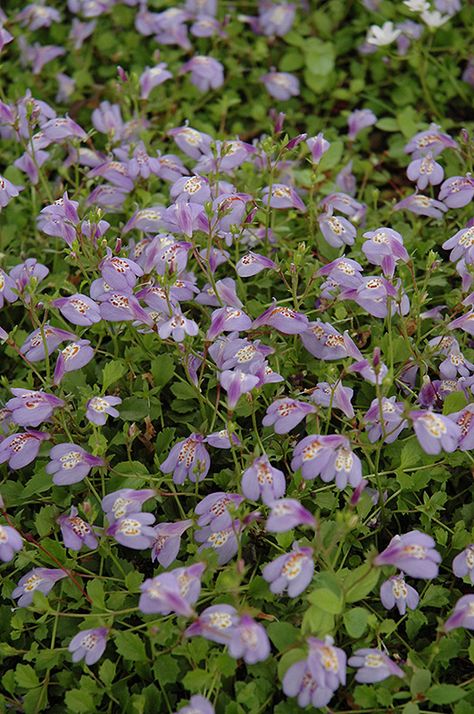 Creeping Mazus (Mazus reptans) at Tagawa Gardens Creeping Mazus, Mazus Reptans, Butterfly Garden Plants, Gardening Journal, Alpine Garden, Rock Gardens, Purple Garden, Garden Journal, Garden Containers