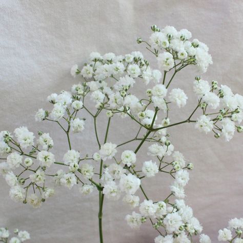 NewLove stem 350 999b5239 Baby's Breath Flower Drawing, Stock White Flower, White Scabiosa Flower, Gypsophila White Background, White Chamomile Flower, Perennial Vegetables, Cosmos Flowers, Line Flower, Growing Herbs