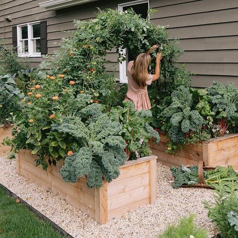 Garden With Sitting Area, Garden On Deck, Minnesota Backyard, August Goals, Box Planters, Gardening Landscaping, Gardening Design, Backyard Vegetable Gardens, Potager Garden