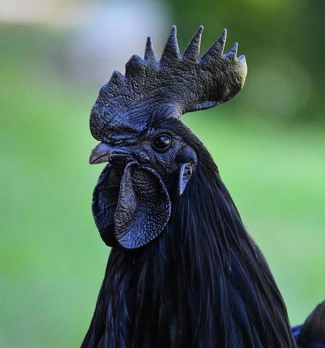 Unusual Black Chicken is Black from Its Feathers to Its Bones Ayam Cemani, Regard Animal, Black Chicken, Chicken Pictures, Black Chickens, Black Rooster, Beautiful Chickens, Backyard Poultry, Diy Chicken