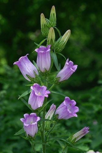 Canterbury Bells (Campanula medium) care and propagation information Canterberry Bells, Purple Campanula, Flowers Board, Canterbury Bells, Survive Winter, Natural Bouquet, Purple Succulents, Succulent Centerpieces, Blossom Garden