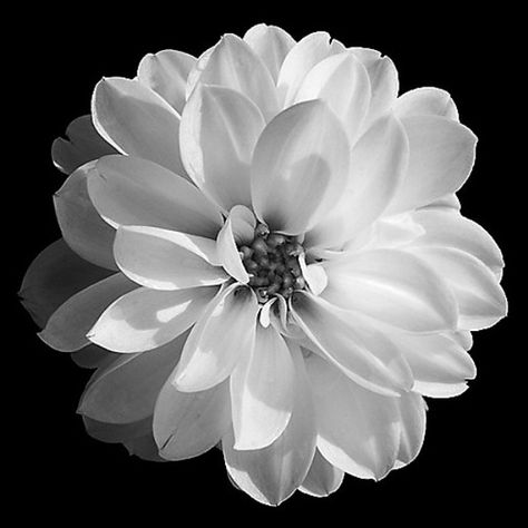 Black And White Flower, Photography Black And White, Black And White Love, Black And White Flowers, Pictures Photography, Black Picture, Trendy Flowers, White Picture, Black And White Illustration