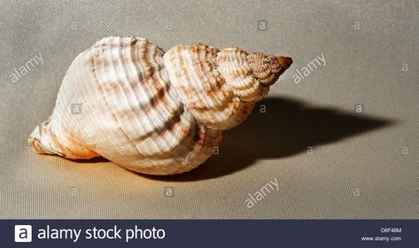 Shell Images, Snail Image, Whelk Shell, Sea Snail, Sea Shells, Photo Image, Vector Illustration, Shells, Stock Images