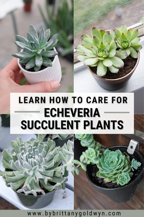 Learn all about echeveria care, including how to care for echeveria succulents indoors. It's the perfect succulent for beginners! Echeveria Care, Propagate Succulents From Leaves, Echeveria Succulent, Succulent Species, Succulent Seeds, Plants Are Friends, Propagating Succulents, Succulent Soil, Indoor Plant Care