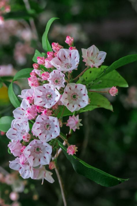 Laurel Shrub, Laurel Plant, Laurel Flower, Flower References, Kalmia Latifolia, Heather Plant, Broadleaf Evergreen, Pink Mountains, Mountain Laurel