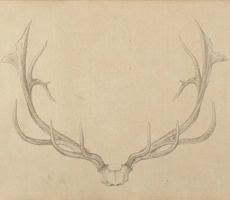 Deer Antler Tattoo, Antlers Drawing, Antler Drawing, Antler Tattoos, Antler Tattoo, Most Popular Tattoos, Up Tattoos, Cover Up Tattoos, Back Tattoos