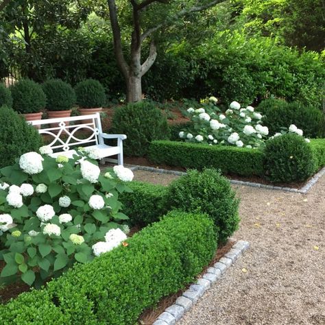 My favorite garden combination:  boxwoods and Annabelle hydrangeas.  #gardensofthesouth #annabellehydrangea #boxwood Hydrangeas Landscaping, Boxwood Landscaping, Formal Garden Design, Hydrangea Landscaping, Boxwood Garden, Formal Garden, Garden Shrubs, Landscape Designs, Formal Gardens