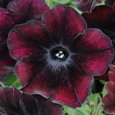 Black Petunias, Flower Crew, Gothic Flowers, Goth Garden, Gothic Garden, Black Garden, Nothing But Flowers, Moon Garden, Flower Therapy