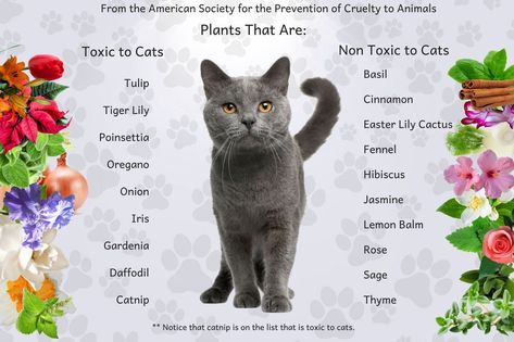 There has been quite a debate raging in recent months over the use of essential oils on cats. Though many veterinarians have been using various essential oils in a variety of applications on cats and other animals for many years with no adverse effects, some cat owners have... Essential Oils Cats, Cats Plants, Toxic To Cats, Pets Stuff, Cat Plants, Cat Essentials, Pet Tips, Cat Info, Using Essential Oils