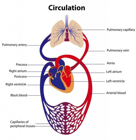 Circulation Blood Circulation Diagram, Circulatory System For Kids, Circulatory System Activities, Human Anatomy Chart, Human Circulatory System, Heart Diagram, The Circulatory System, مشروعات العلوم, Arteries And Veins