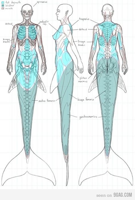 Anatomy Of A Mermaid. Now I just like seeing all you dumbasses argue over a drawing. Haha :) Grafika Vintage, Creaturi Mitice, Mermaid Drawings, Real Mermaids, Samurai Tattoo, Mermaids And Mermen, Mermaid Life, Children's Rights, 캐릭터 드로잉