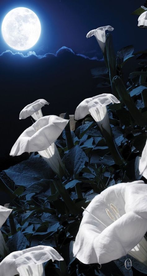 moonflowers Daturas Aesthetic, Moonflower Bouquet, Companion Planting Chart, Night Blooming Flowers, Autumn Clematis, Angel Trumpet, Trumpet Vine, Bohemian Soul, Night Flowers