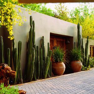 Mexican+Courtyard+Designs+Front+Entry | Mexican fence post cactus stand at attention between the courtyard ... Mexican Garden, City Interior, Living Fence, Cottage Garden Design, Walled Garden, Desert Garden, Desert Homes, Fence Post, Cactus Garden