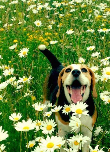 Such a beautiful picture! Beagle Pictures, Field Of Daisies, Pocket Beagle, Dog Breeds Pictures, Puppy Obedience Training, Positive Dog Training, Bulldog Breeds, Cute Beagles, Beagle Puppy