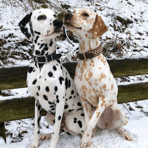 Unlike an albino Dalmatian, which lacks all color and has pink eyes, these Lemon Dalmatians take on a different mutation. Rather than black spots, a recessive gene that produces red colors has created these reddish-brown spots in this Dalmatian while keeping her big doe-brown eyes. Dalmatian Dogs, Dalmatian, Puppies, Dogs