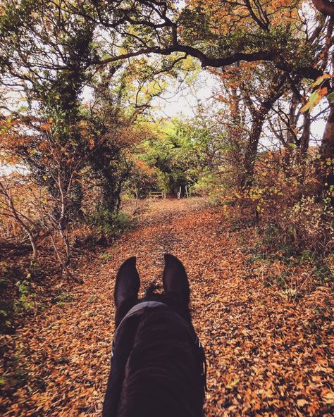 Horseback Riding Aesthetic, Aesthetic Horses, Riding Aesthetic, Autumn Court, Horse Riding Aesthetic, Equestrian Photography, Riding Tips, Trail Ride, Horse Ears