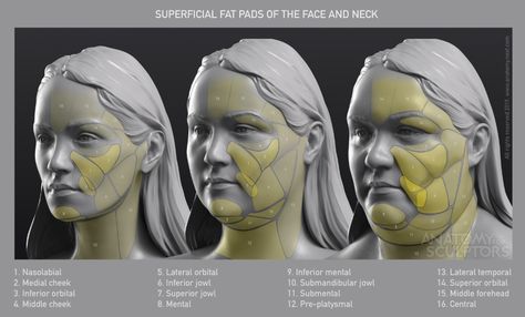 ArtStation - Superficial fat pads of the head and neck, Anatomy For Sculptors Neck Makeup, Human Anatomy For Artists, Head Anatomy, Facial Anatomy, Face Anatomy, Anatomy Sculpture, Types Of Eyes, Anatomy For Artists, Makeup Eyes