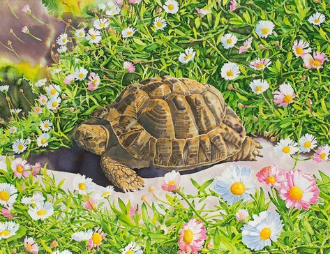 Tortoise Painting, Tortoise Illustration, Tortoise Art, Tortoise Drawing, Grass Drawing, Sun Spot, Cute Tortoise, 28 October, Tortoise Turtle