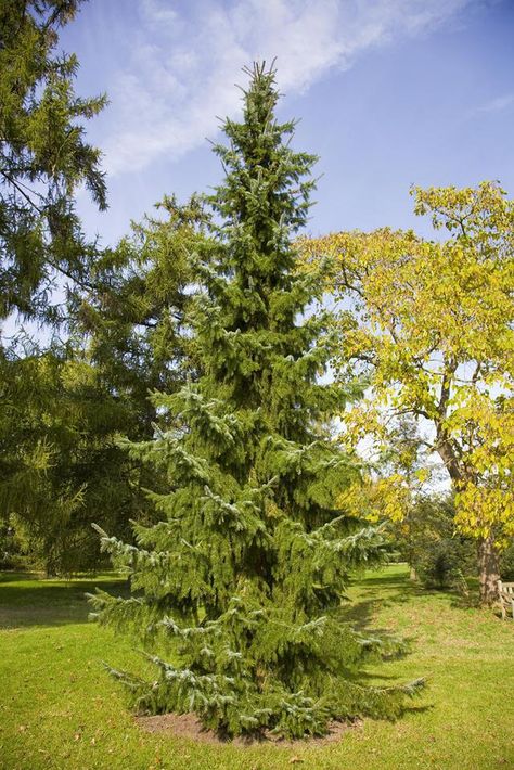 Growing the Serbian Spruce - Picea omorikak consider this for the front yard!!!!! Picea Omorika, Serbian Spruce, Evergreen Landscape, Colorado Blue Spruce, Trees For Front Yard, Conifers Garden, Evergreen Garden, Designer House, Specimen Trees